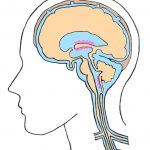 脳脊髄液