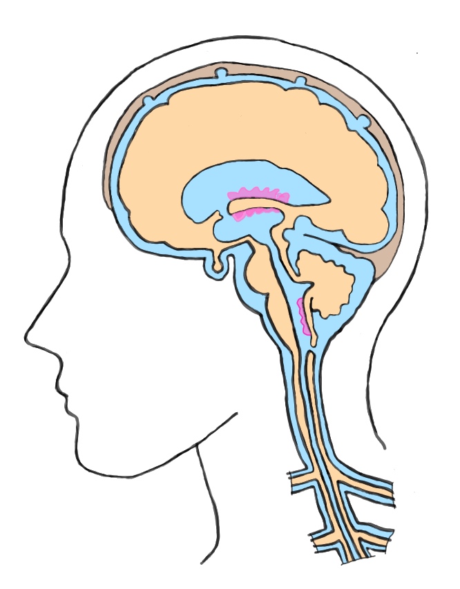 脳脊髄液